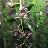 Cymbidium aloifolium (L.) Sw.